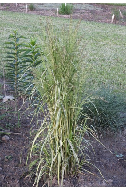 Ковила Інгленд посадка